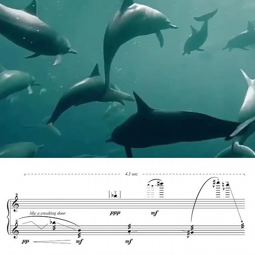 Spinner Dolphins: Vocalizations in Sheet Music