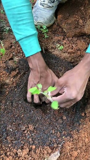Planting a Papaya Tree at Home 🥭🌱 | Start Your Own Fruit Garden Today