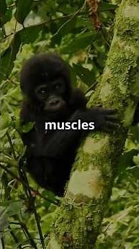 Why Are Gorillas So Incredibly Strong?