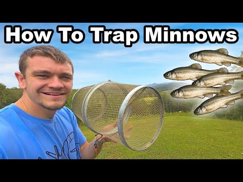 How To Trap Minnows for Beginners!