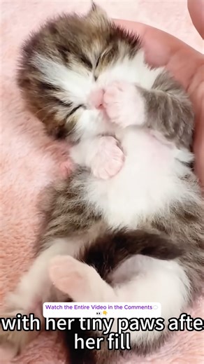 From the Streets to a Warm Home: Recording a Kitten’s Healing Growth Journey Over 45 Days👉 Watch the Entire Video in the Comments💬👀👇 | Baby Cat