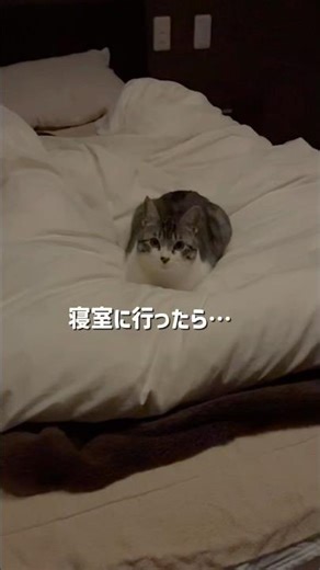 寝室に行ったら…もういた猫🐱｜ろくちゃん