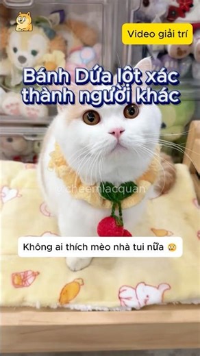 Pineapple Cake transforms into someone else #entertainment #humor