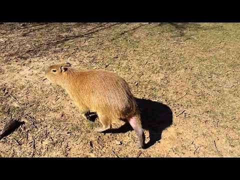 Capybara noise