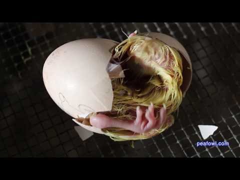 Peachick (peacock) hatching out of egg, Peacock Minute, peafowl.com