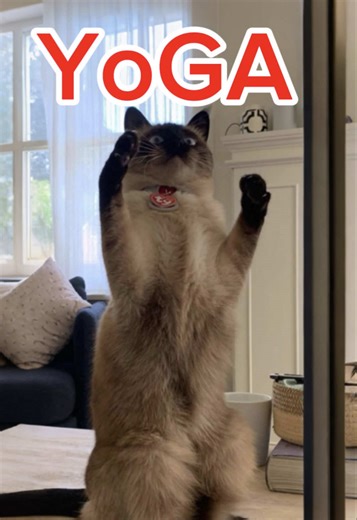 Talking Cat Teaches Yoga: Meet Bagagwa