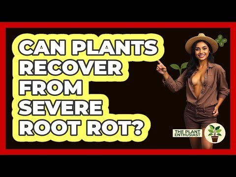 Can Plants Recover From Severe Root Rot? - The Plant Enthusiast