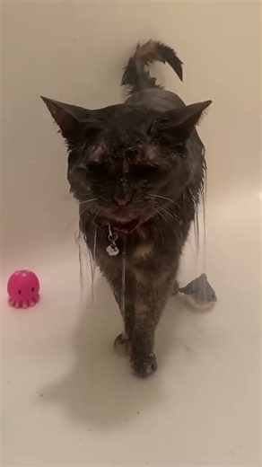 When Your Cat Loves To Shower | Dodo Kids | Short