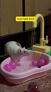 The Internet Is Sleeping on How Cute Pet Rats Are | Rats Are WAY Cuter Than You Think #PetRats #Rats