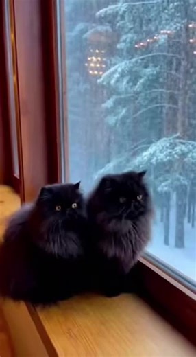 Two black Persian cats quietly watching heavy snow fall beyond the window ❄️🐈‍⬛🐈‍⬛#BlackPersianCats #Snowfall #WinterVibes #WindowCats #CozyWinter