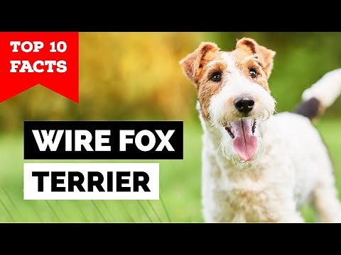 Wire Fox Terrier - Top 10 Facts