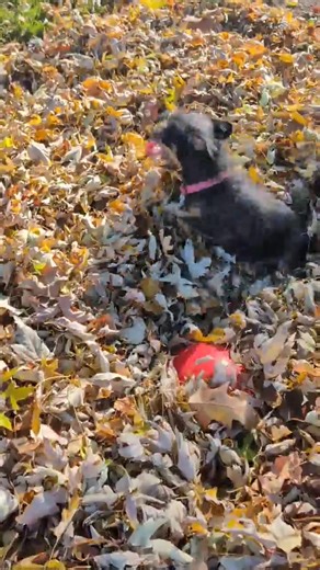 She loves balloons | Sarah Sanders