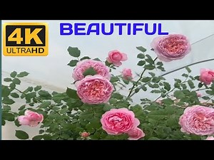 Best Flower Garden Tour 4K | Colorful Blooming Flowers & Peaceful Nature Relaxation