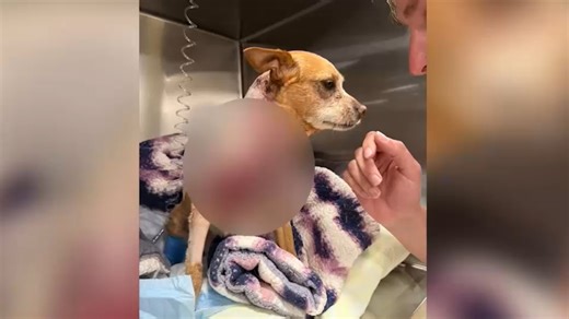 Near-fatal pit bull attack on Chihuahua leads to calls for new legislation in New York City