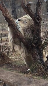 39K views · 2.2K reactions | Now doesn’t that look like it feels wonderful? Such a luxurious stretch and claw sharpening for the lovely King Shalom, our gentle giant, right outside Lion House. ❤️女❤️ ( look at his little elbow ‘Dread’ he has got going on!!) | GG Conservation Glen Garriff | Facebook