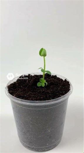 Pansy Plant Growth From Seed to Full Bloom | Ultra Realistic Cinematic Timelapse