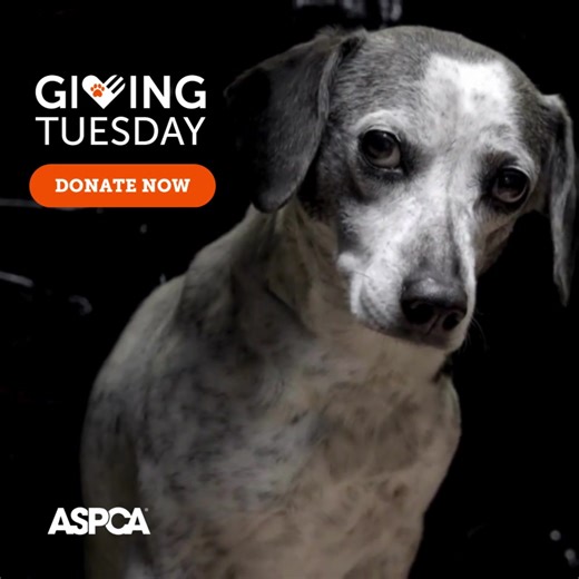 This GivingTuesday, your lifesaving gift of $50 can give safety, meals, love and so much more. Before rescued animals can find loving homes, they need your help. Donate now 🧡 | ASPCA
