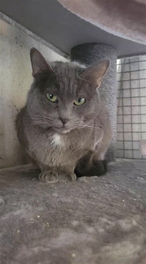 À 7 ans, Adile est la preuve vivante qu’avec du temps et de la bienveillance, la confiance peut s'installer. Ce magnifique chat gris n’est pas du genre à s’imposer, mais il a progressé depuis son arrivée au refuge et mérite de trouver sa propre famille. D’abord très timide et en retrait, Adile s'est peu à peu ouvert au monde qui l'entoure. Aujourd’hui, il n'est plus le chat caché du début. C'est un observateur attentif, il suit avec beaucoup de curiosité les mouvements du refuge, analysant chaqu