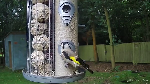 The Goldfinch is one of the UK's brightest coloured birds. Goldfinches have increased their use of gardens quite dramatically over recent decades, exploiting new foods like Nyjer seed and Sunflower hearts. They are a lovely addition to any garden and Birdsy captured this one feasting on its favourite snack.⁠ Set-up: Rob Winstanley⁠ Check out other Birdsy live streams at Birdsy.com⁠ #Goldfinch #Birds #Nature | Birdsy
