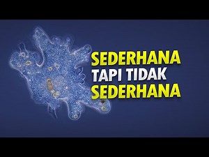 Protista di Sekitar Kita #AlamSemenit