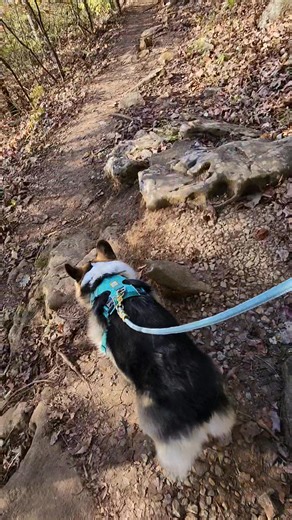 I've been busy hiking a lot these last few weekends with my hoomans and loving the cooler temperatures! ❤️ If it's nice out this weekend, you will probably find me on the trails at Spring Mill State Park!! | Josephine the Magical Corgi