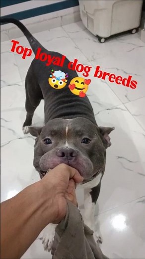 Top loyal dog breeds 😱🥰#bully#pitbulldog#facts #dogfacts #animals #dogbreed #dog #dogvideos #shorts