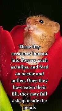 Meet the Eurasian pygmy shrew, the smallest rodent in Europe#snow #naturelovers #wildlifeblog #love