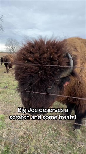 Big Joe the American Bison Receives Love and Treats