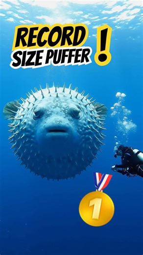 Record Size Puffer Almost Explodes🐡💥