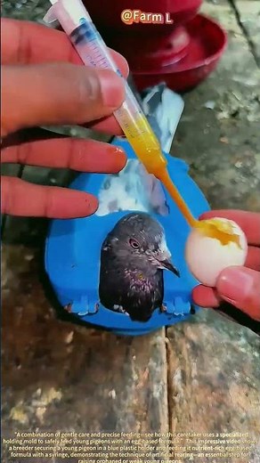 Pigeon Feeding! Nutritional Techniques for Hand-Rearing Chicks