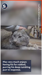 913K views · 65K reactions | This adorable lynx proves that even big cats are still cats! | storyful | Facebook