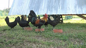 Scientific insight into natural mating