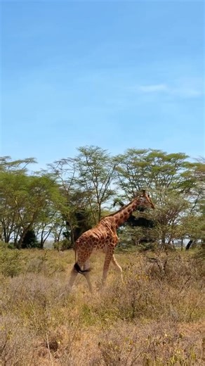 ✨ Exquisite Safaris, Crafted to Perfection ✨ Experience Africa the way it’s meant to be seen—wild, luxurious, and unforgettable. With Geoffrey’s Travels, every journey is carefully tailored, from thrilling game drives in the Maasai Mara to elegant lodges set in the heart of nature. 🐘 Big Five encounters 🦓 Front-row seats to the Great Wildebeest Migration 🌅 Handpicked luxury camps & seamless service 🌍 Authentic experiences, guided by local experts Your dream safari deserves expert hands. Book