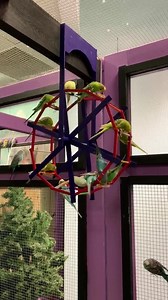 186 reactions · 70 shares | Please help spread the word about Zoo for two...take your best mate on a fun Friday night date! ❤️ Every Friday night from 5-8 We will upgrade your free feed cup from (1) to (2) $2 cups for every adult admission ticket purchased, and take $2 off of each Cuddle with a baby kangaroo ticket. Please show a screenshot of this post at time of entry to redeem our special deals...we look forward to seeing you! | Sustainable Safari | Facebook