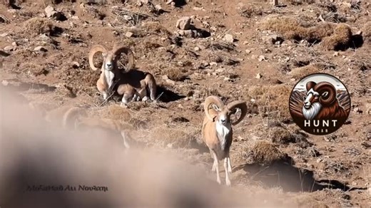 Hunt Iran on Instagram: "Red Sheep — the mountain king many never chase, but those who do rise with a different kind of pride. Raw terrain. Shifting winds. Endless glassing. The kind of hunt that tests your lungs… and rewards your soul. For the hunters chasing the full Iran Slam, this is your next step. 📩 DM to lock your hunt 🌐 www.huntiran.com 📧 Info@huntiran.com 📞 +1 346 5252 897 #huntiranco #GSCO #GrandSlamClubOvis #IranSlam #RedSheep #Ovis #WildIran #ConservationHunting"