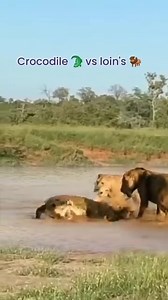 24K views · 106 reactions | Animals HD on Reels | Facebook