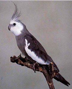 White faced cockatiel - Alchetron, The Free Social Encyclopedia