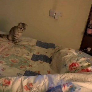 📽 from @布咪酱💕🐱 | DY 😄😄😄😄😄 ~ double tap ❤❤ #catloversclub | Cat Lover Club