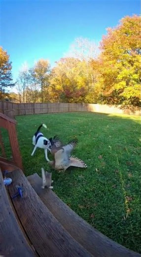 Hero Dog Saves Tiny Kitten from Vicious Hawk Attack in Dramatic Backyard Rescue!