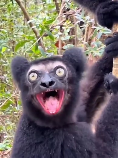 Understanding Lemurs: Scientists Decode Their Unique Language