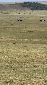 5.9M views · 120K reactions | Have you ever been lucky enough to see a cheetah running at full speed? Those lucky safari goers will have will know that it is an impressive example of nature’s perfection. Cheetahs can accelerate from 0 up to 60mph in 3 seconds. Despite this only 40-50% of cheetah’s hunts are successful, the others are hard life lessons.  Kenneth Tanui  Maasai Mara National Reserve, Kenya  | African Travel, Inc | Facebook