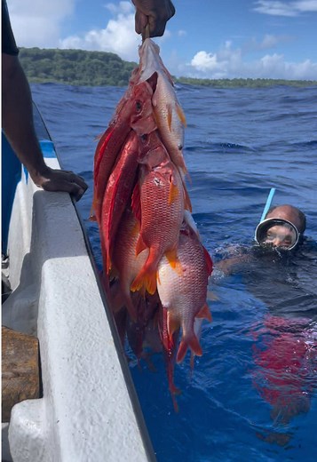 Fresh from the sea 🌊 #spearfishing #outdoors #saltlife #fyppppppppppppppppppppppp 🌊🏝️🇻🇺