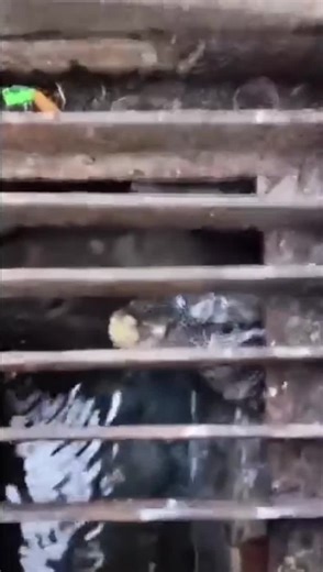 This will be the biggest gator | Get Raw Milk