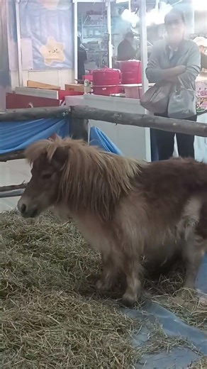 What are you doing, Pony? #animals #pets #shortvideos #shorts #viral #trending