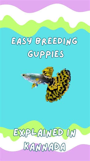 Kikee_petz on Instagram: "Guppies are the ultimate beginner fish! 🐠 Want an endless supply of colorful fish without the hassle? Guppies are incredibly easy to breed and require very low maintenance. Just a little care and soon you'll have tiny fry swimming around! It's one of the most rewarding parts of the aquarium hobby. #fishbreeding #iridescentshark #guppybreeder #responsiblefishkeeping #aquariumhobby #fishtankfacts #donotbuy #fishkeeper #monsterfishkeepers #mfk #fishkeepingmistakes #aquari