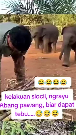 Kelakuan Lucu Anak Gajah Dalam Video Menghibur