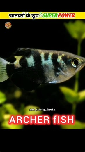 Animals That Have Real Superpowers! 🐾.. #mr_tariq_factx