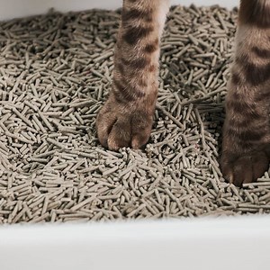 The Ultimate Guide To Different Types of Cat Litter