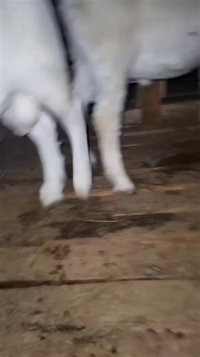 These strong, healthy, and fast-growing goats are perfect for both new and expanding farmers looking for quick returns and consistent performance. Boer goats are globally recognized for their exceptional meat yield, rapid growth rate, and adaptability to different climates — making them a top choice for profitable goat farming. 🚀 Don’t miss this opportunity to build your herd with the best genetics available. 📞 For inquiries or bookings: Call 2348142402178 or WhatsApp 👉 https://wa.me/23481424