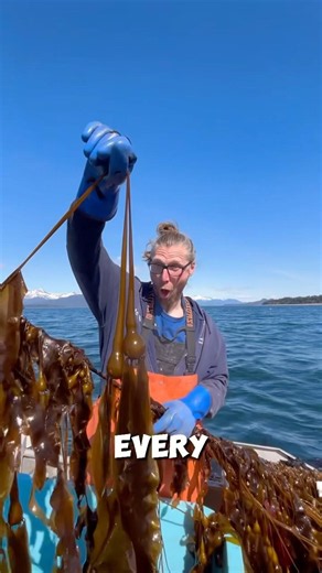 Do you know how kelp is harvested #fyp #knowledge